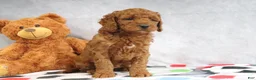 Mini Goldendoodle dogs for sale: Allie - Ad 4