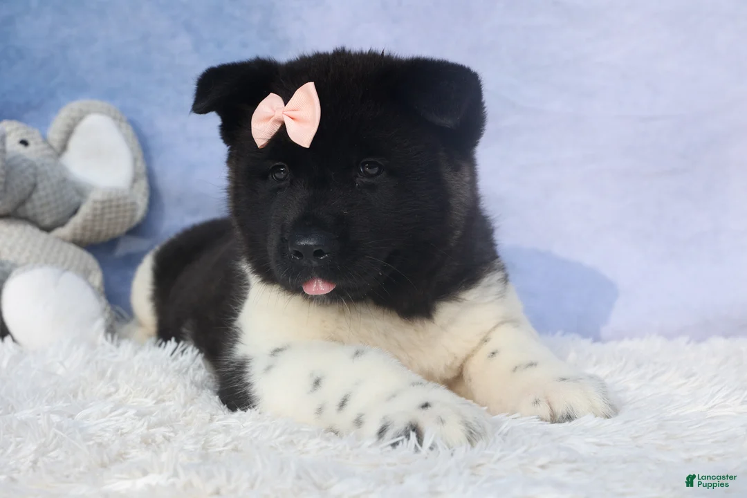 Akita dogs for sale: Olive - Ad 26