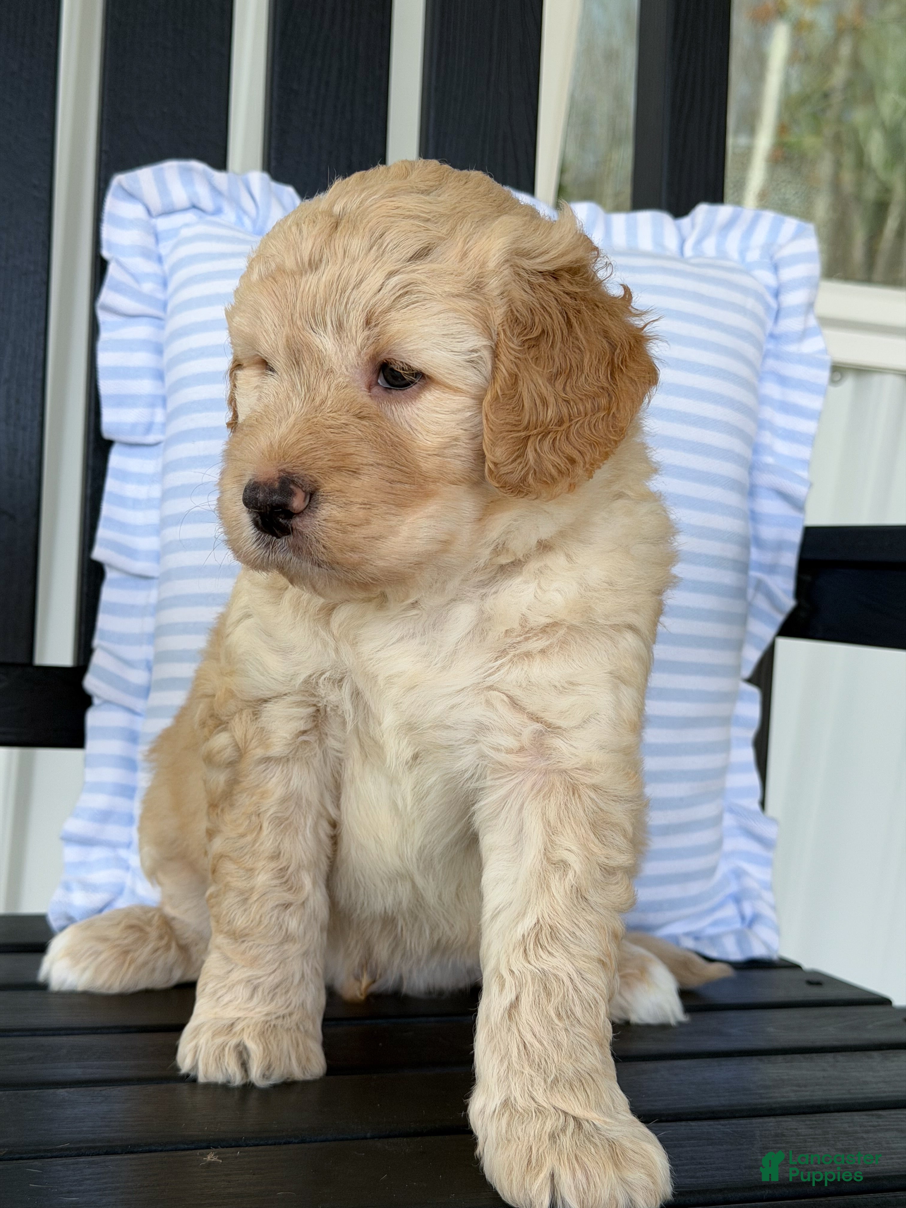 Labradoodle dogs Remi - Ad 2