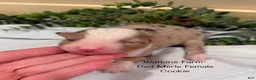 Australian Shepherd dogs for sale: Cookie  - Ad 6