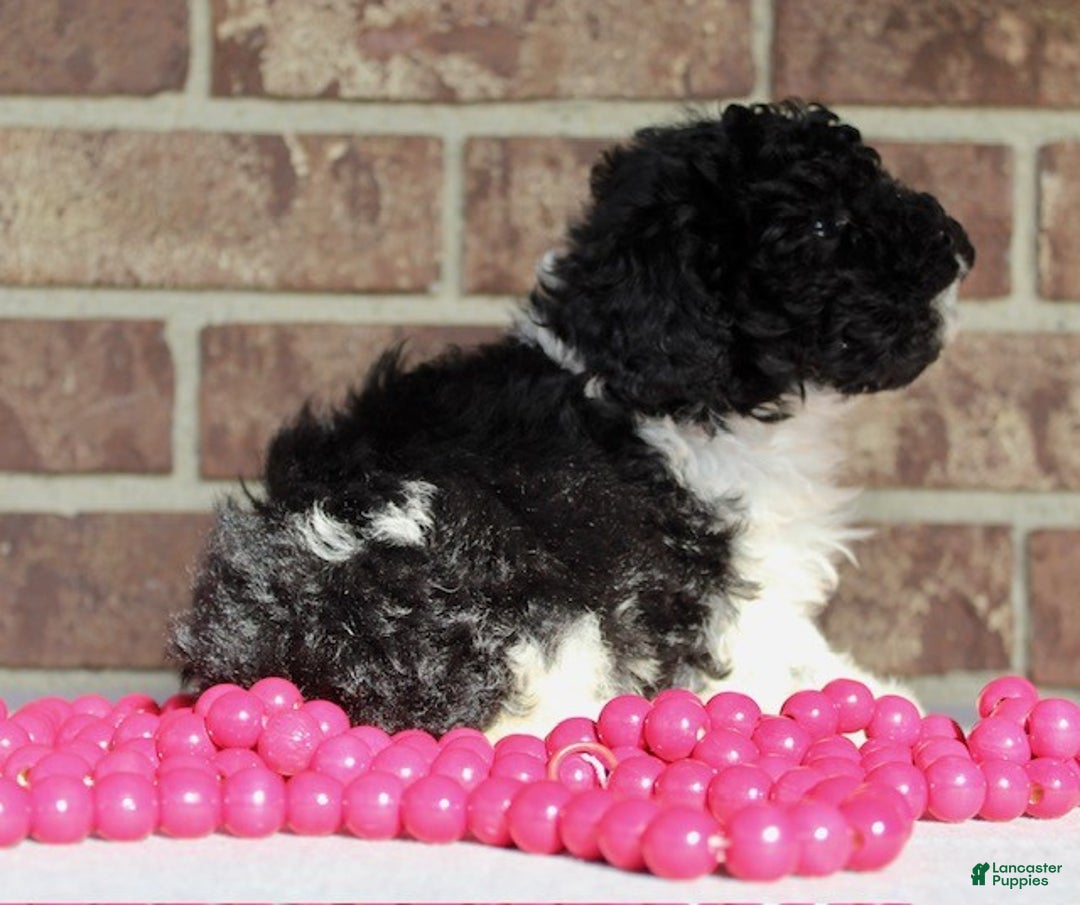 Miniature Poodle dogs for sale: Comet - Ad 5