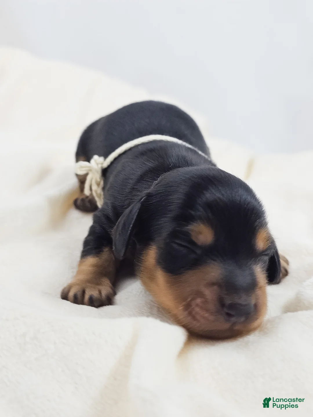 Miniature Dachshund dogs for sale: Cheese - Ad 2