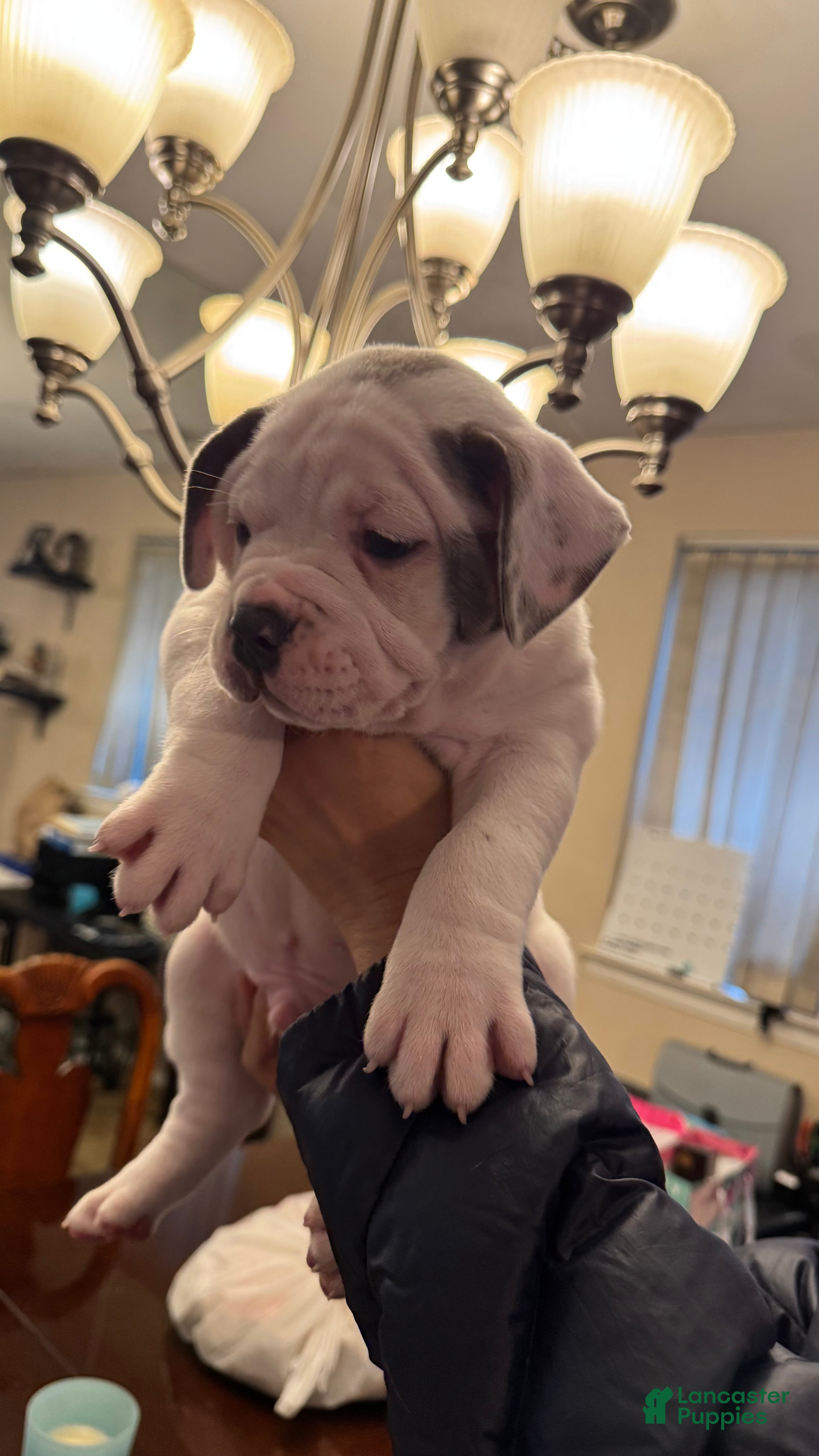 American Bully dogs American Bully Puppy KILO - Ad 1