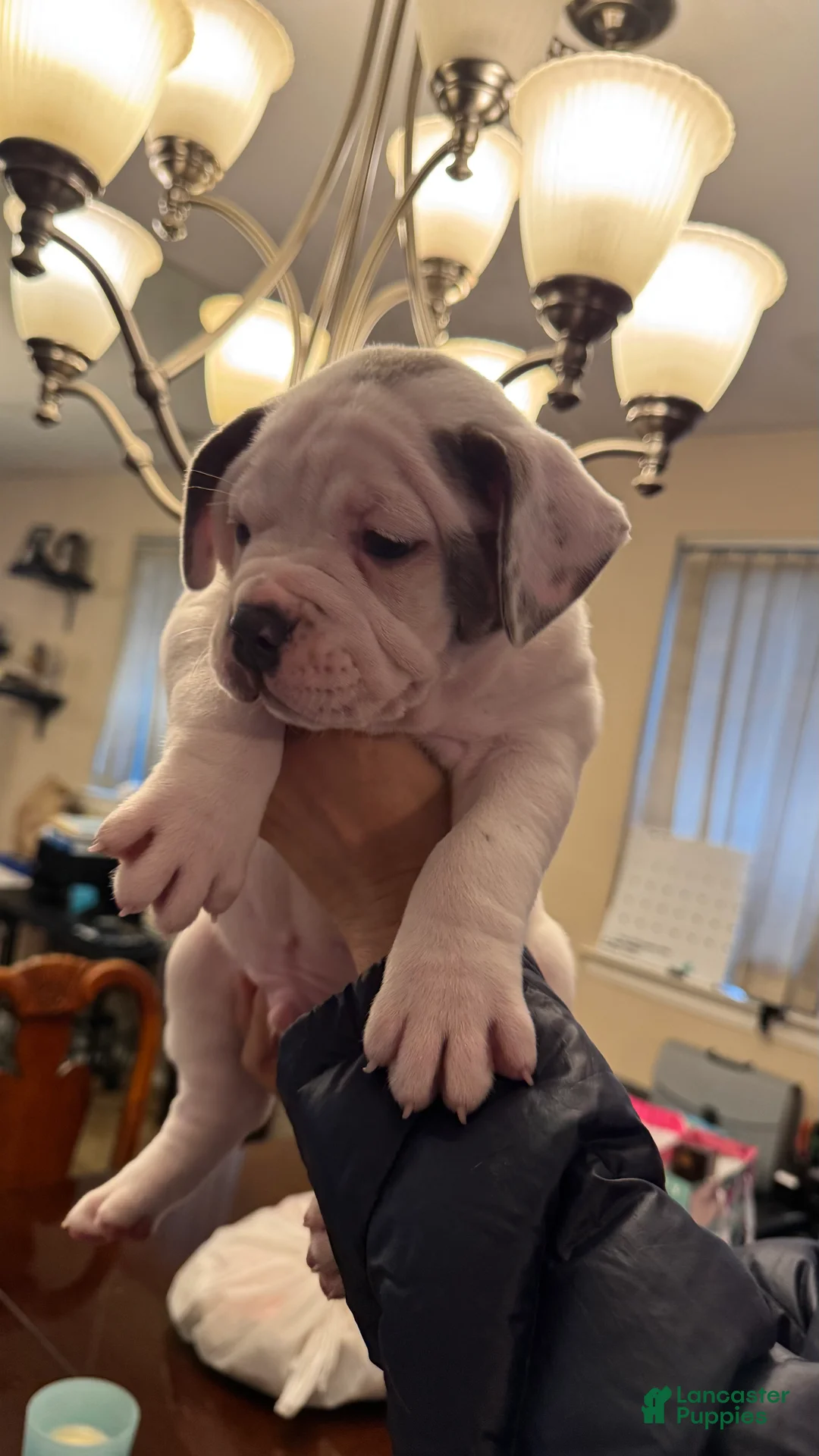 American Bully dogs for sale: American Bully Puppy KILO - Ad 1