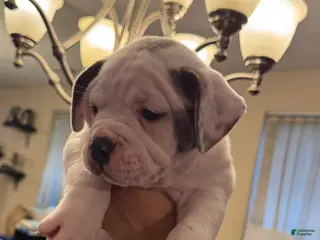 American Bully dogs for sale: American Bully Puppy KILO - Ad 1