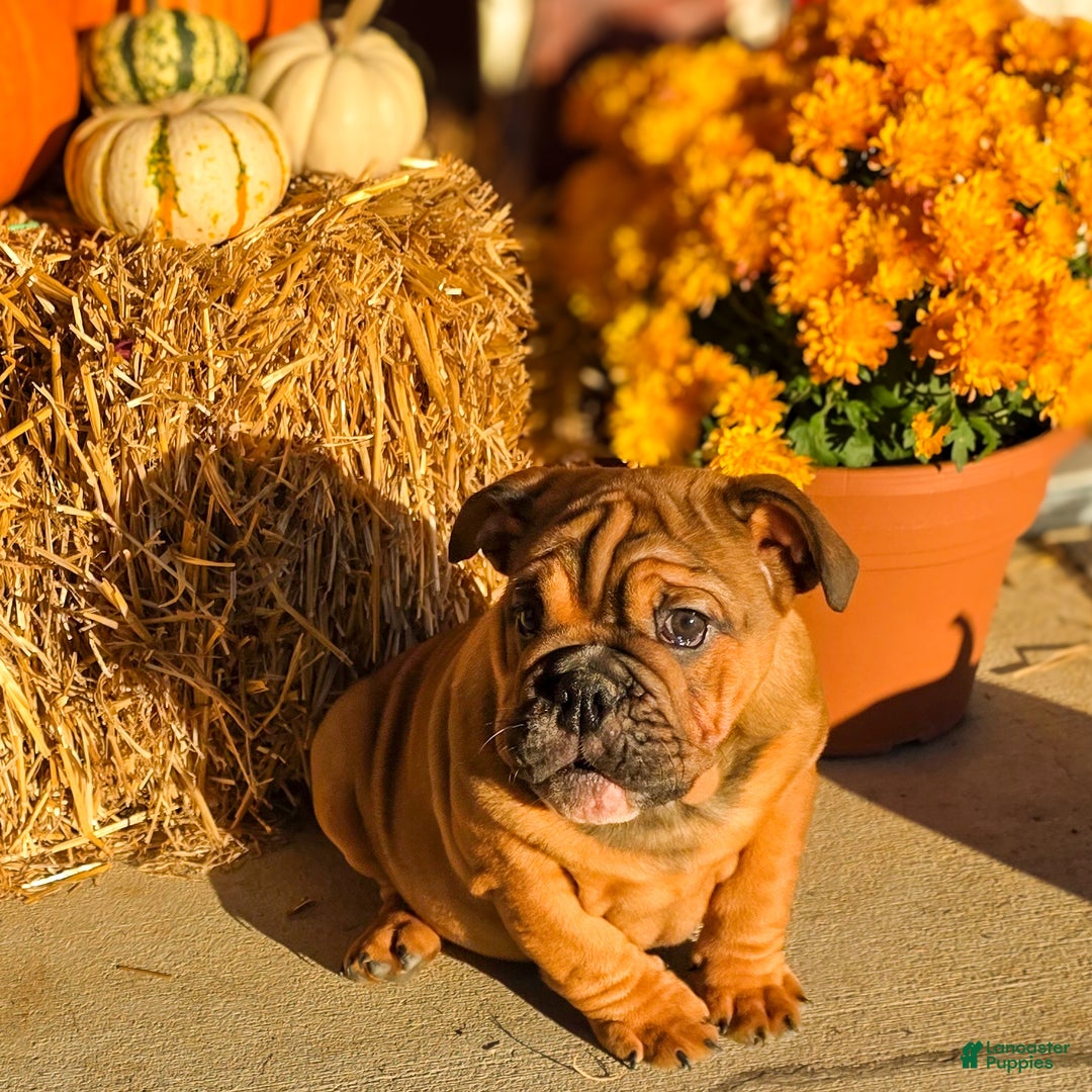 English Bulldog dogs for sale: Muffin - Ad 5