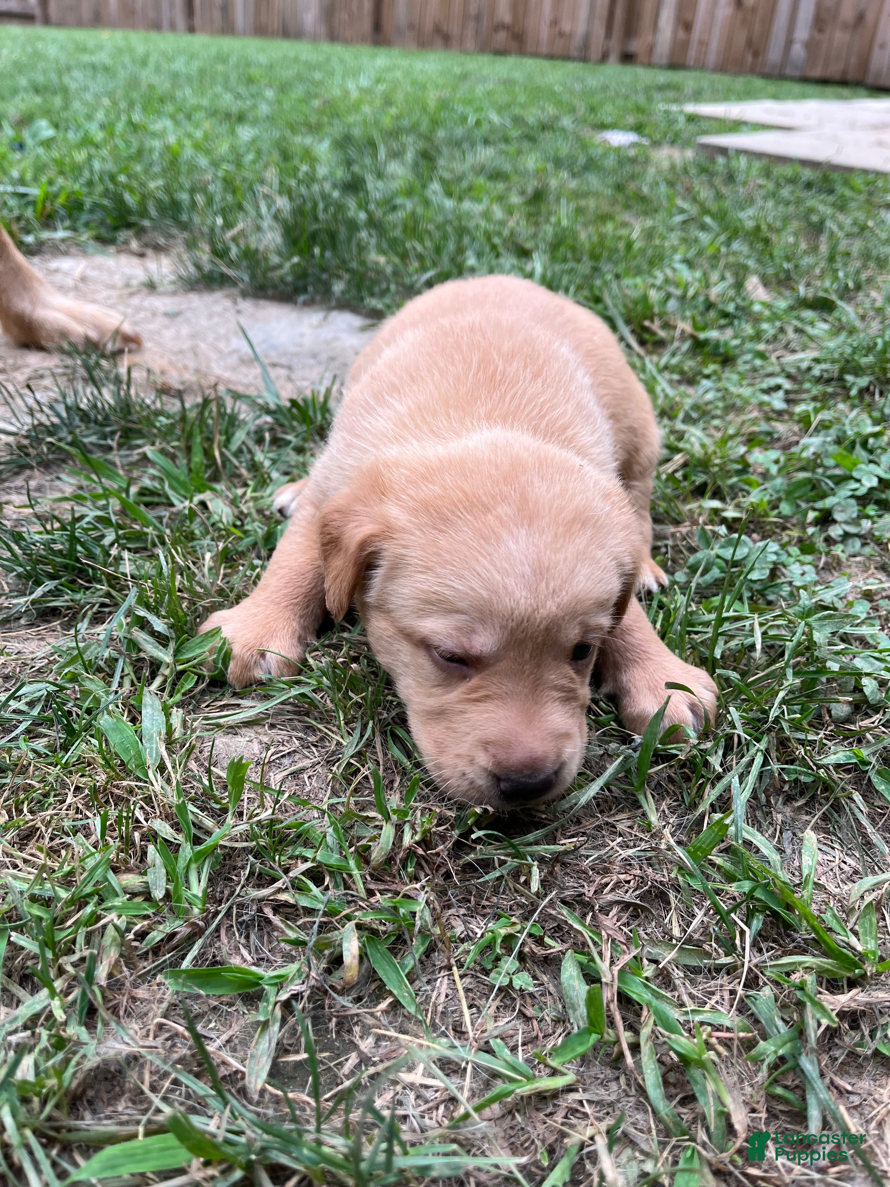 Labrador Retriever dogs Lola - Ad 38