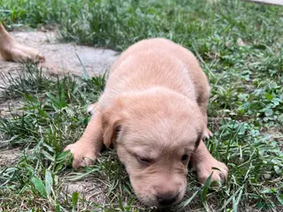 Labrador Retriever dogs Lola - Ad 38