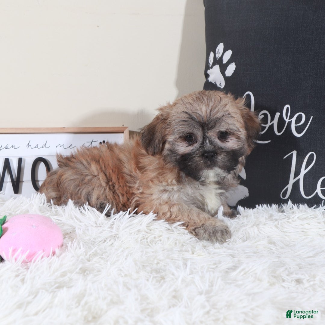 Teddy Bear dogs for sale: Teddy Bear Sophie - Ad 3