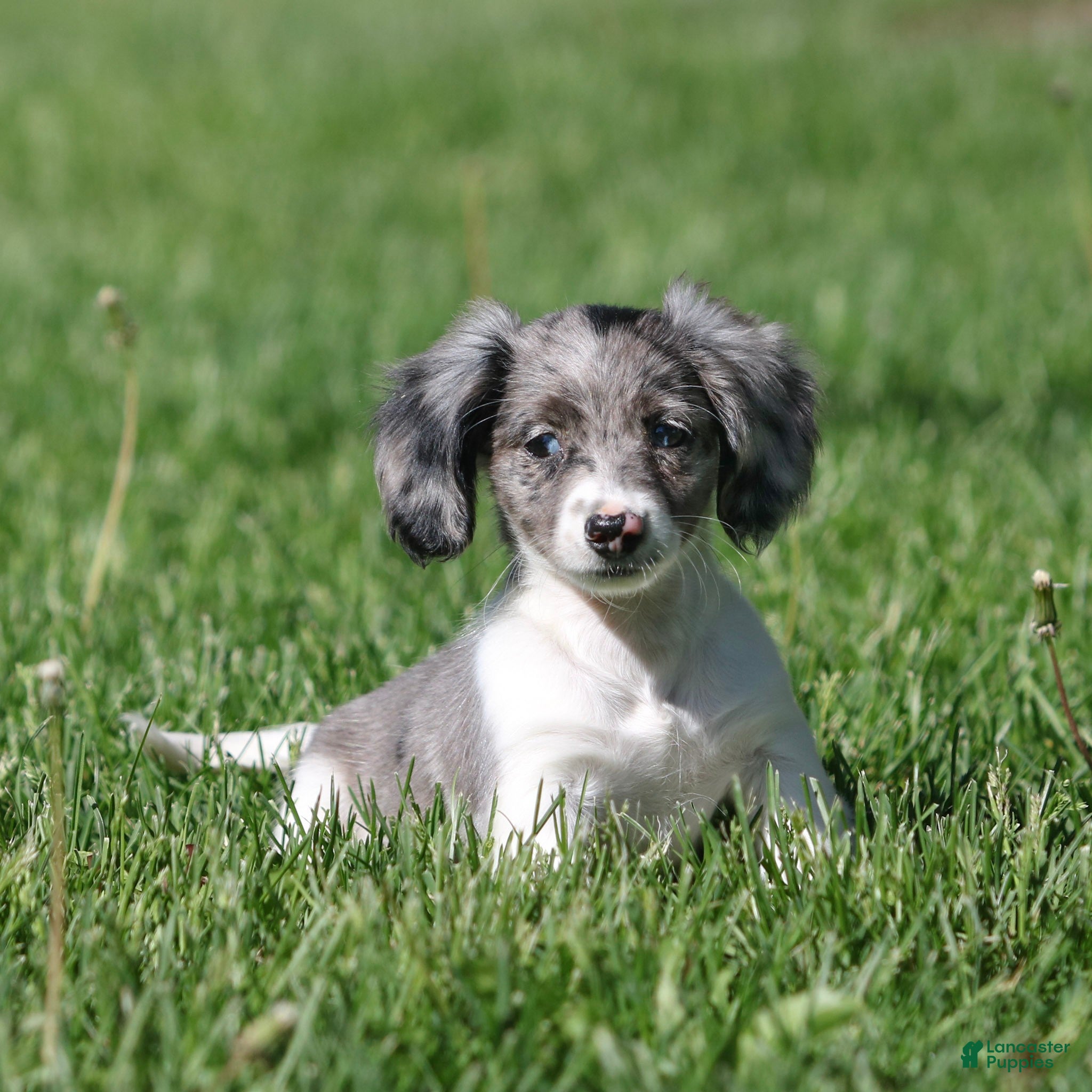Miniature Dachshund dogs Pearl Miniature Dachshund Puppy  - Ad 2