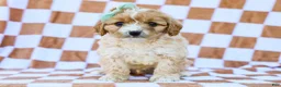 Cavapoo dogs for sale: Bert - Ad 1