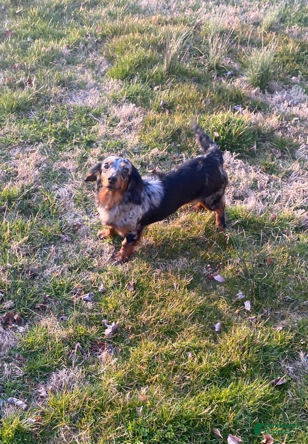 Dachshund dogs for sale: Peaches  - Ad 4