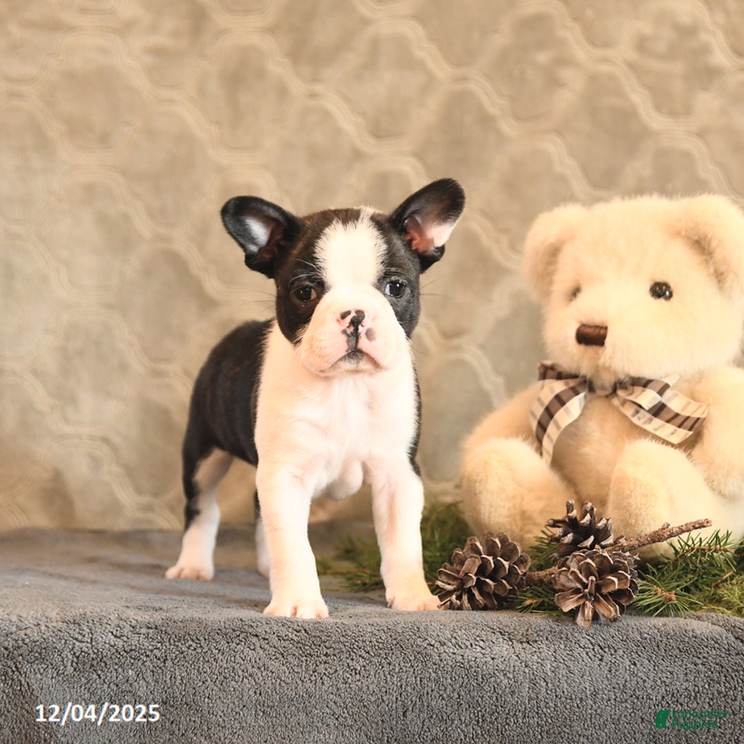 Boston Terrier dogs for sale: Noel - Ad 4