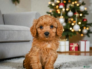 Cavapoo dogs Gus - Ad 6