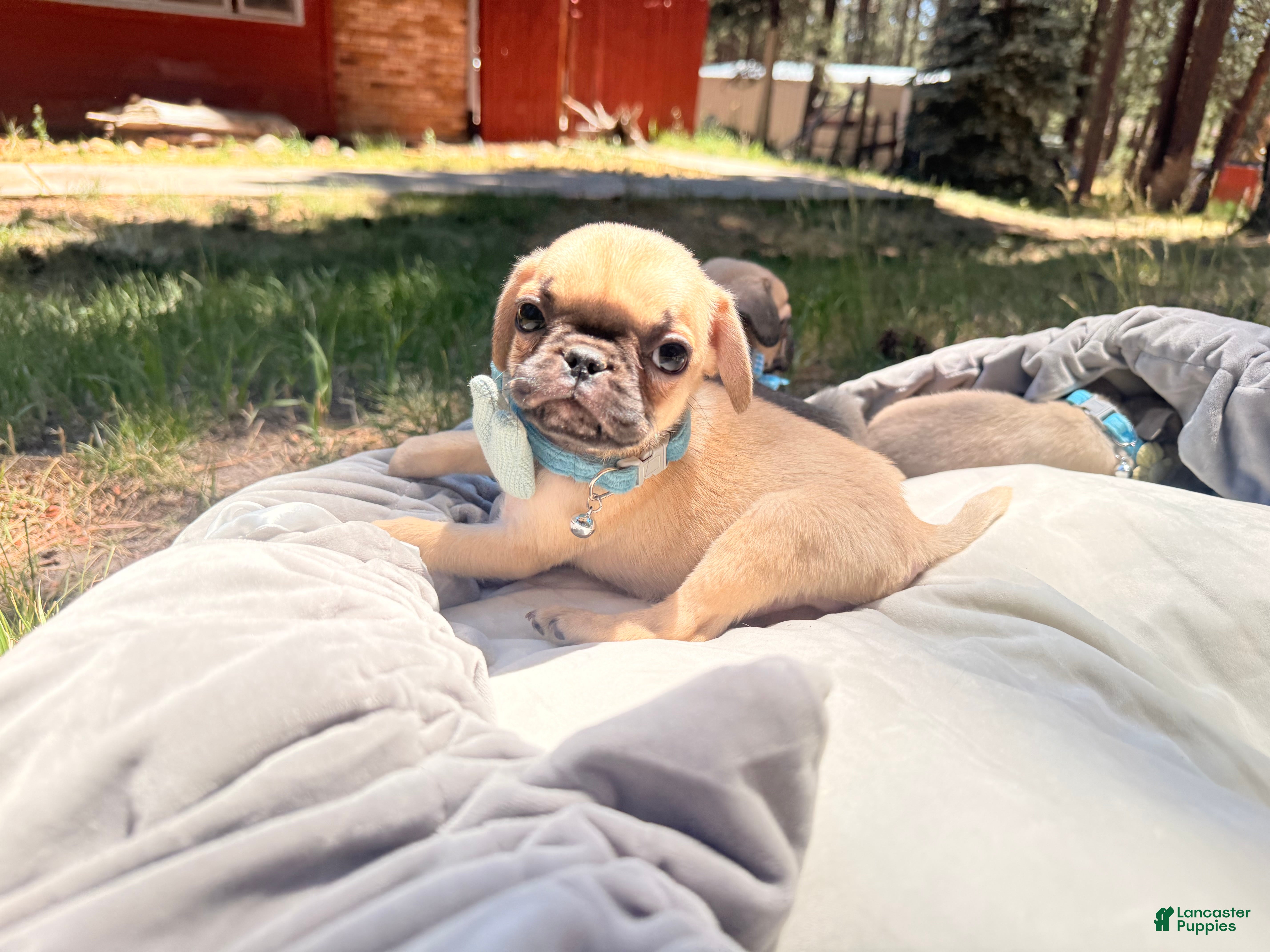 Pug dogs Pug 4 - Ad 5