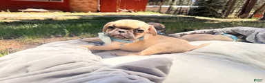 Pug 4