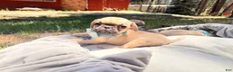 Pug dogs for sale: Pug 4 - Ad 1