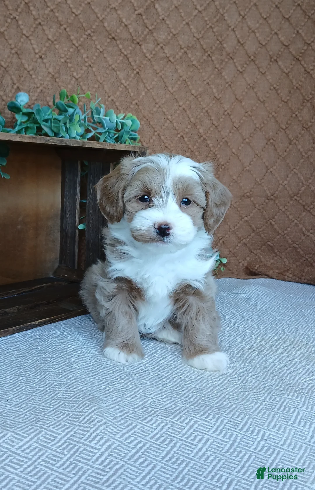 Havanese dogs for sale: Kori - Ad 5