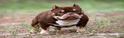 Mixed Breed dogs for sale: Male 1 - Ad 6