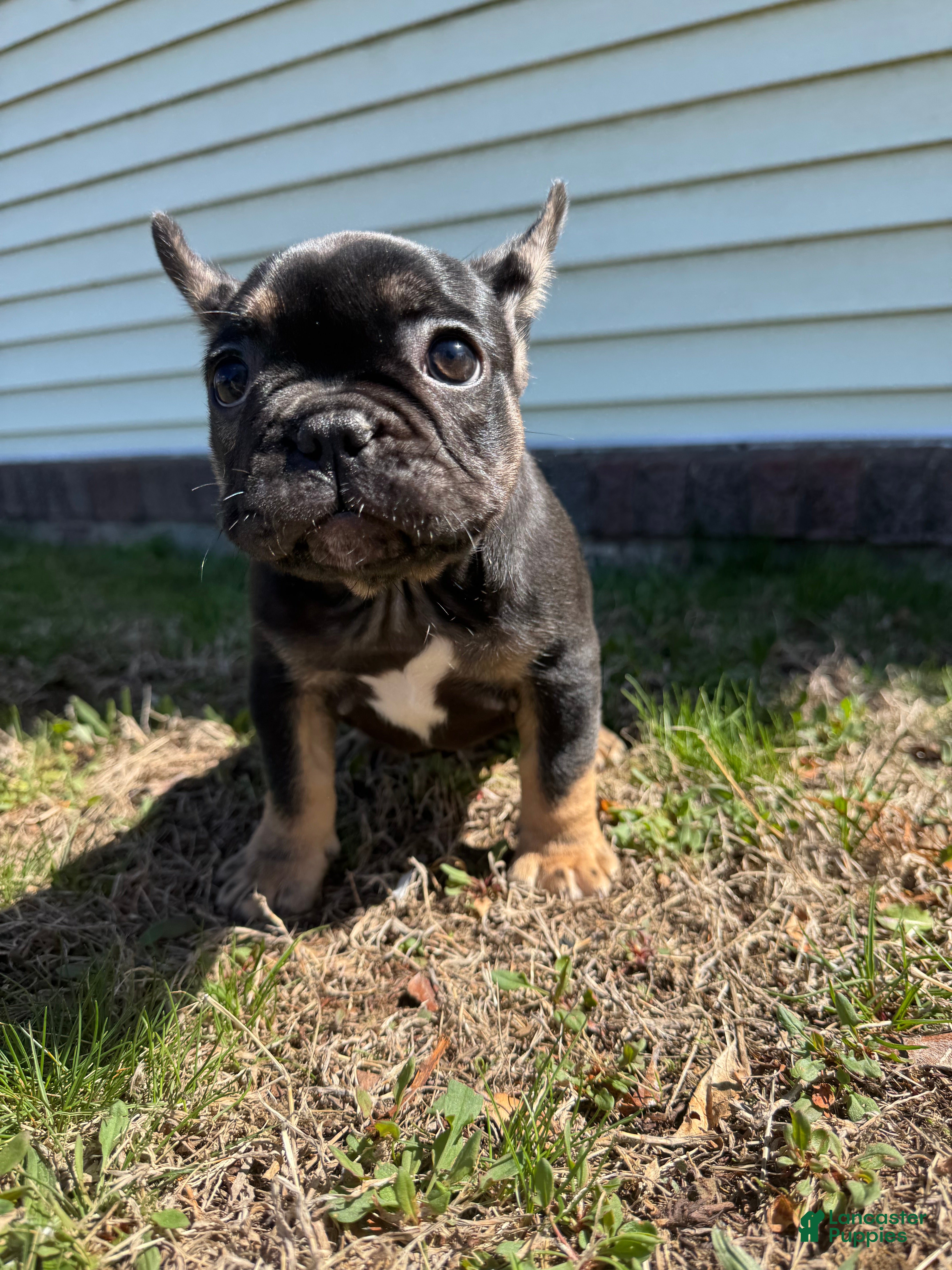 French Bulldog dogs Venus - Ad 2