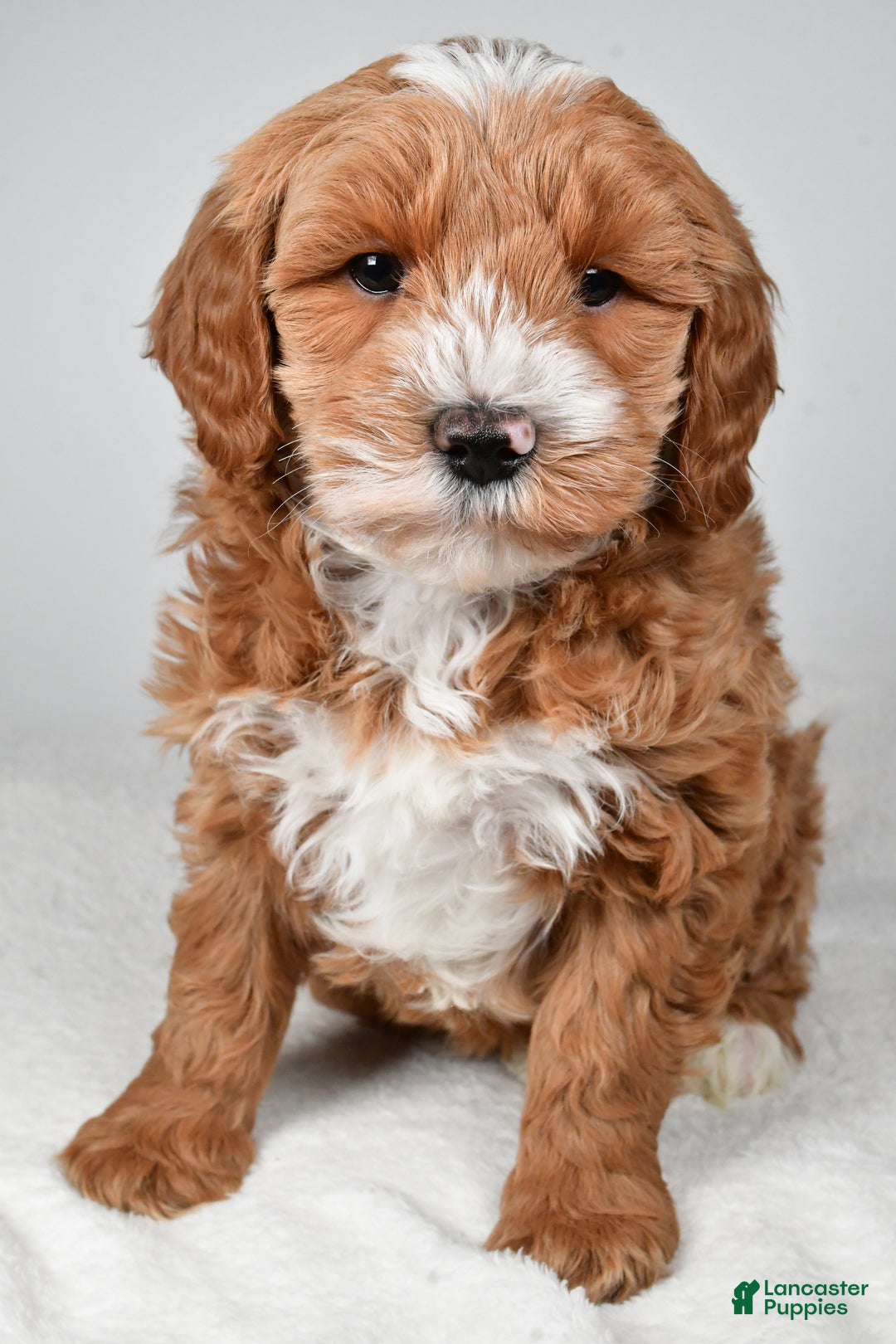 Mini Goldendoodle dogs for sale: Dasher - Ad 1