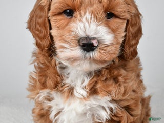 Mini Goldendoodle dogs Dasher - Ad 9