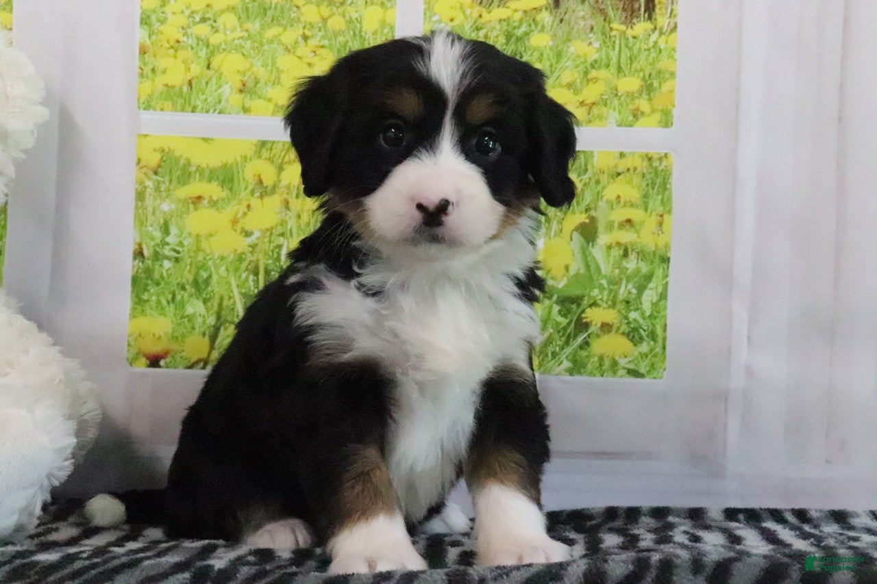Mini Bernedoodle dogs Raine - Ad 2