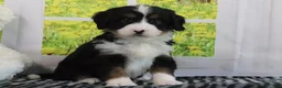 Mini Bernedoodle dogs for sale: Raine - Ad 2