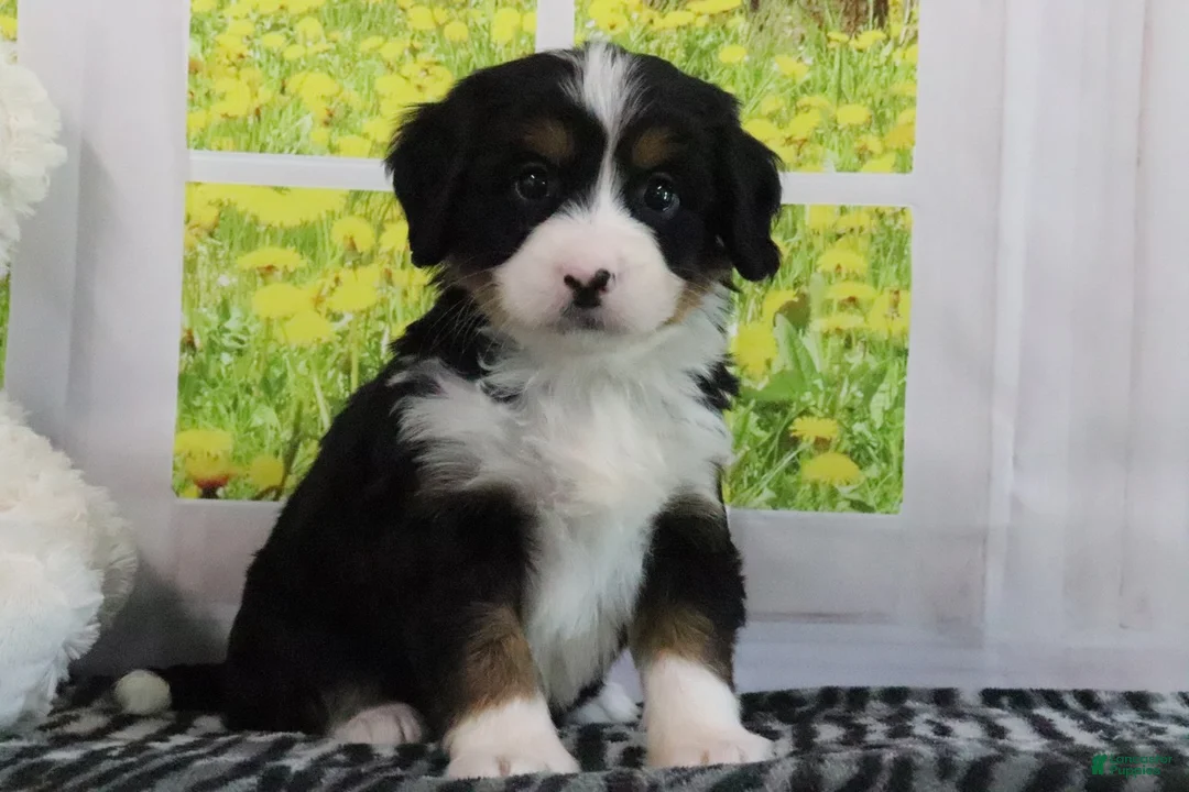 Mini Bernedoodle dogs for sale: Raine - Ad 2