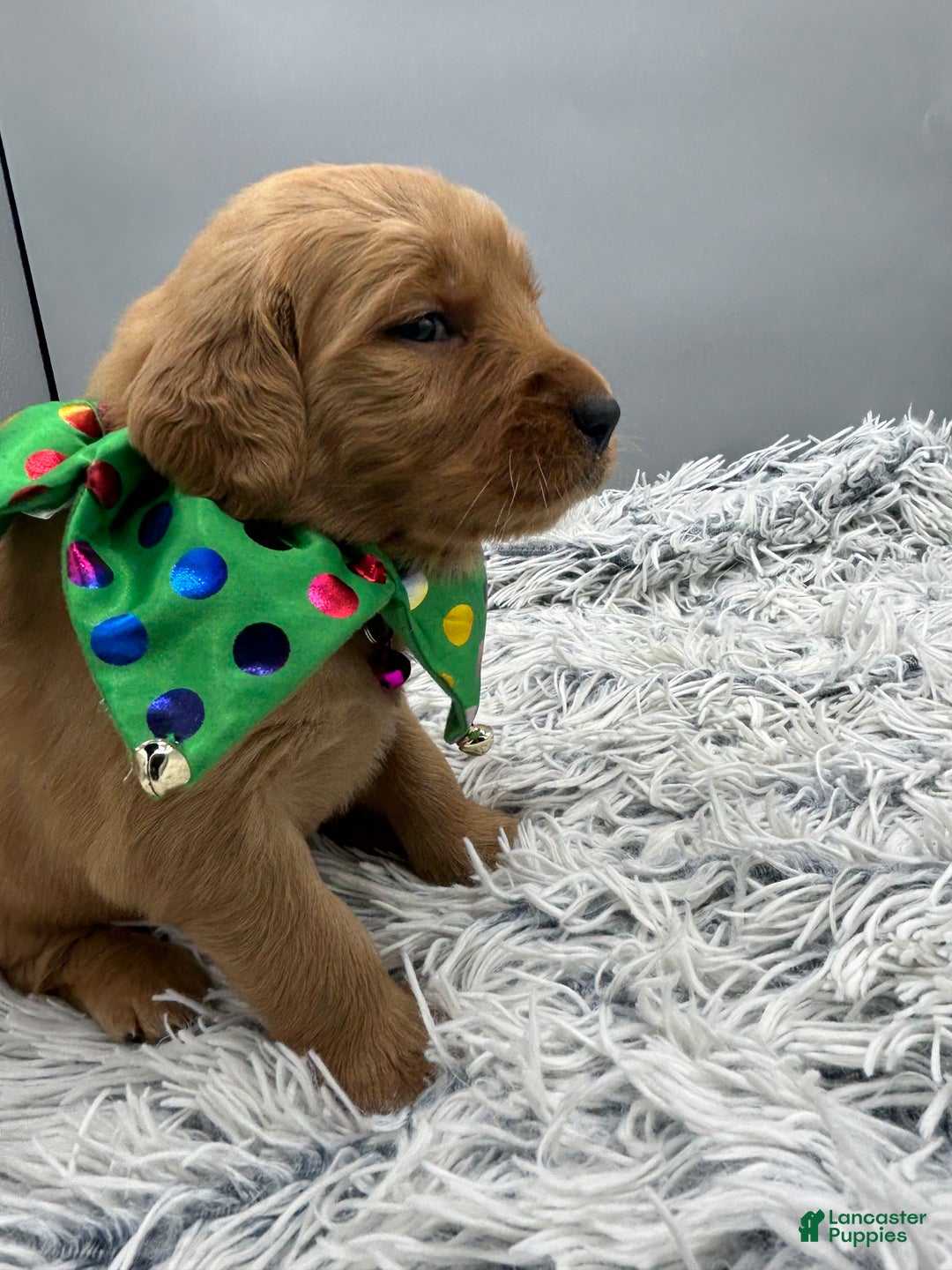 Golden Retriever dogs for sale: Golden Retriever Puppy - Stella - Ad 13