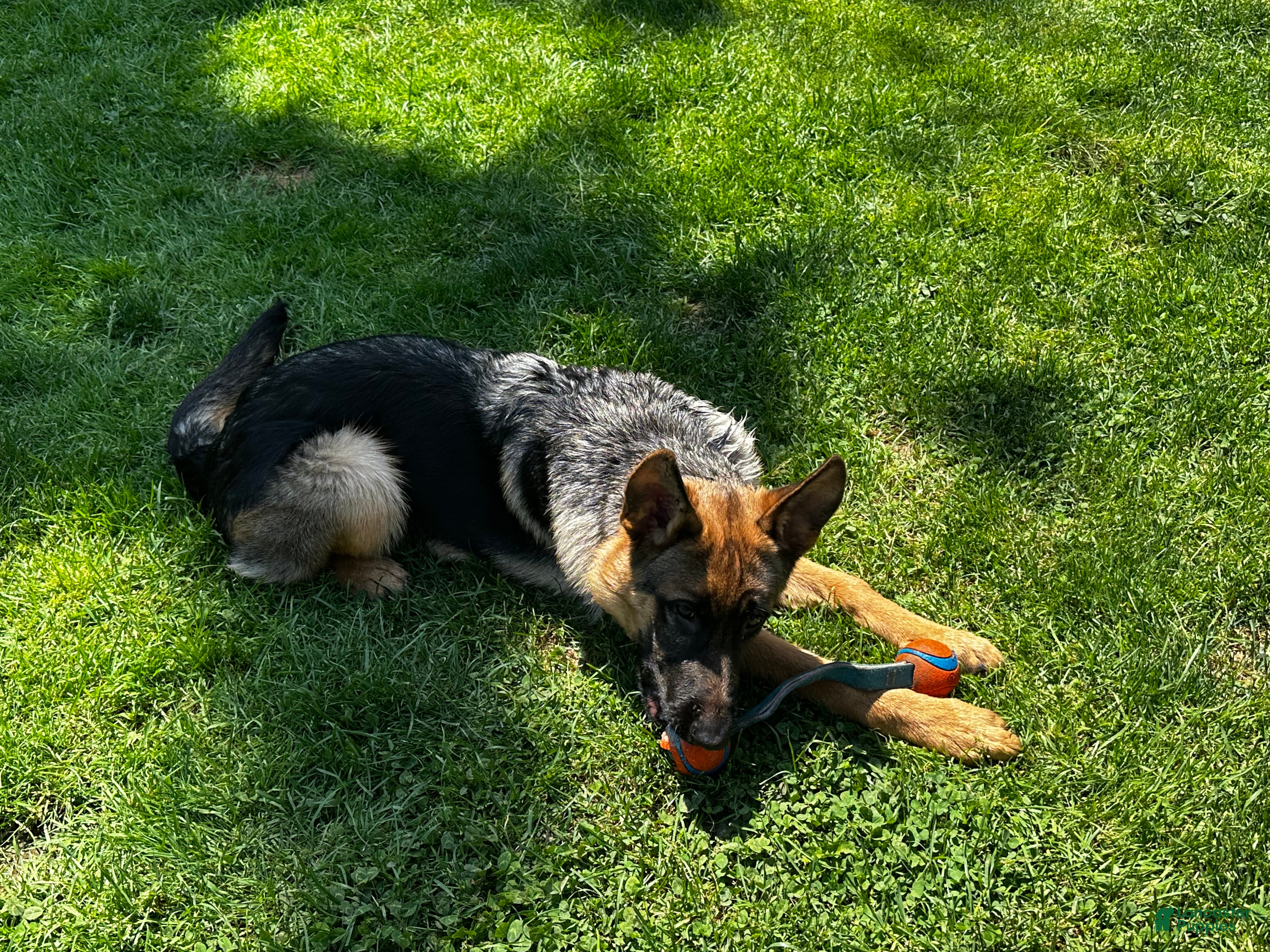 German Shepherd dogs Apollo  - Ad 2