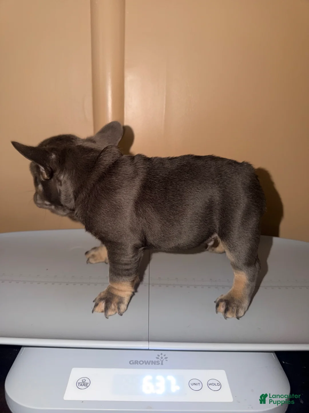 French Bulldog dogs for sale: Machop - Ad 2