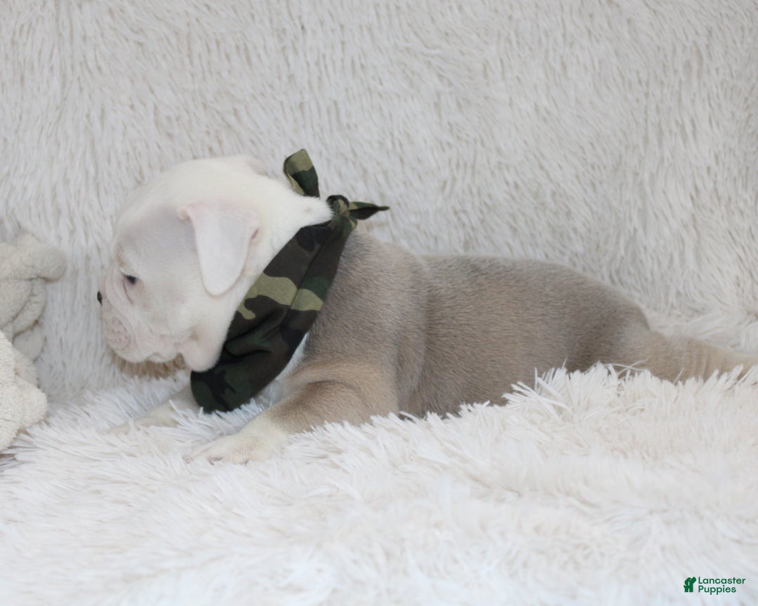 English Bulldog dogs for sale: Reece - Ad 5
