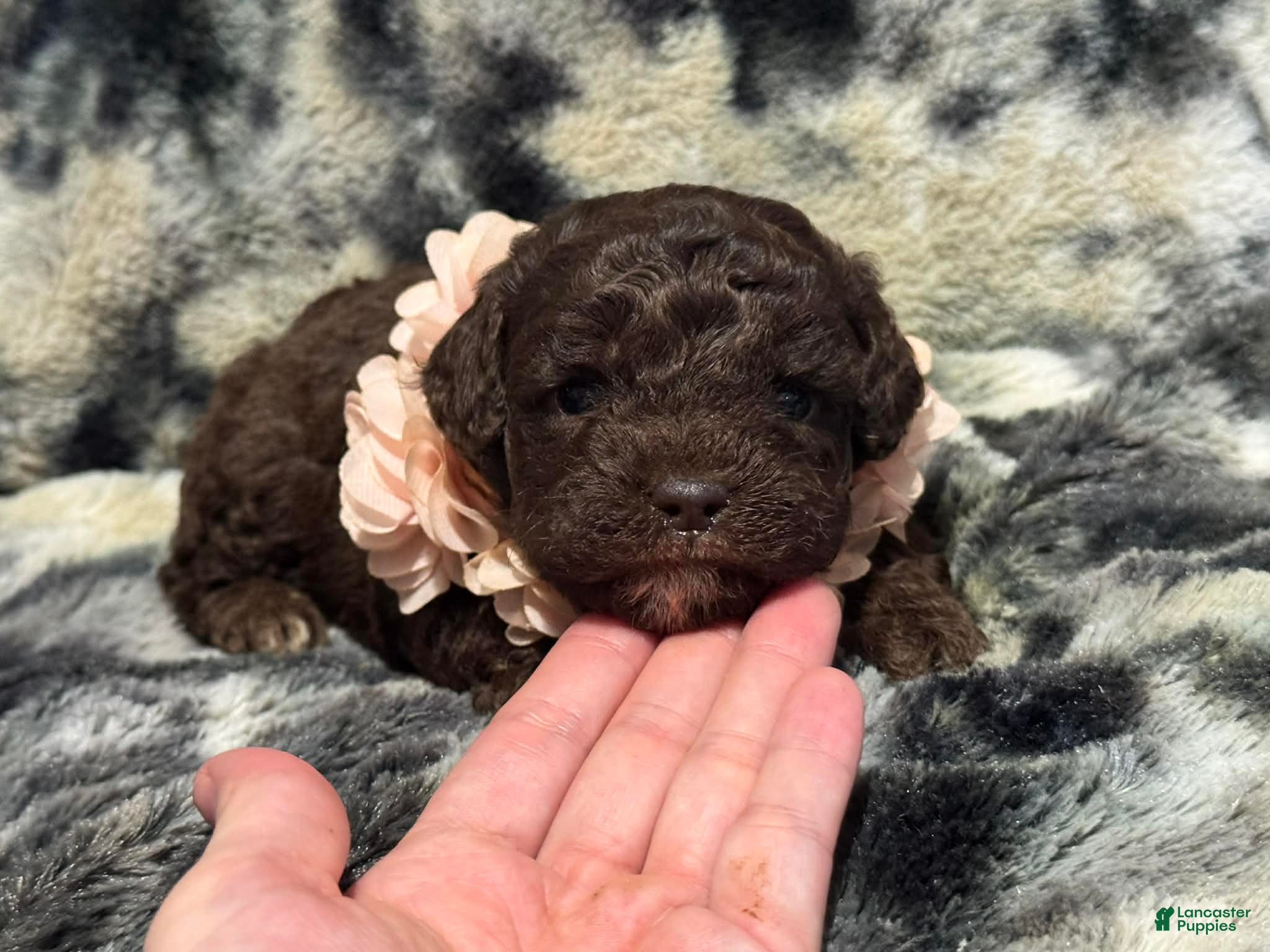 Mini Aussiedoodle dogs Mocha - Ad 6