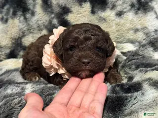 Mini Aussiedoodle dogs Mocha - Ad 6