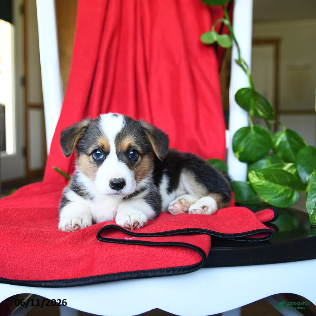 Welsh Corgi Pembroke dogs for sale: Candy - Ad 5