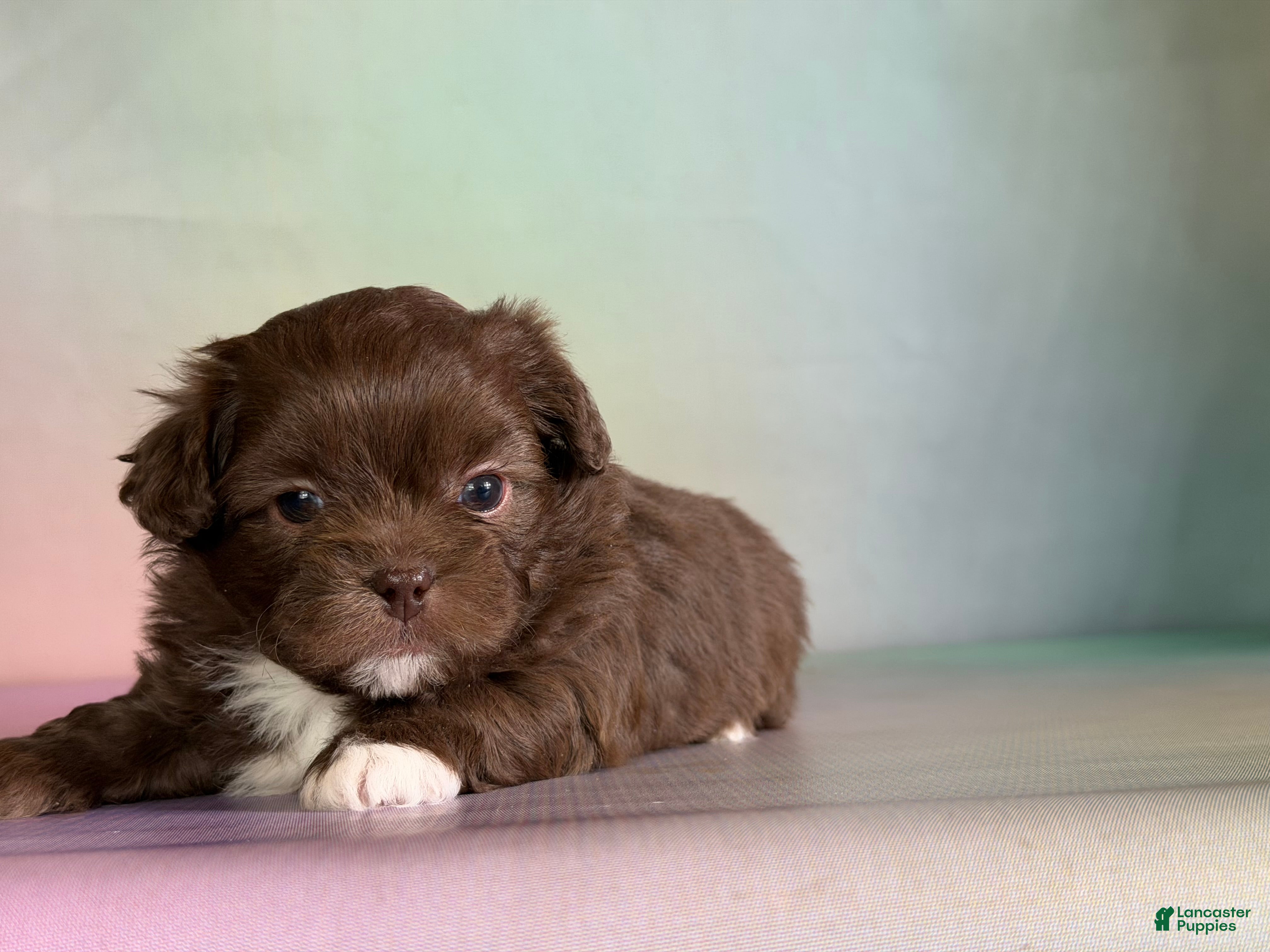 Pekapoo dogs KitKat DNA tested parents - Ad 1