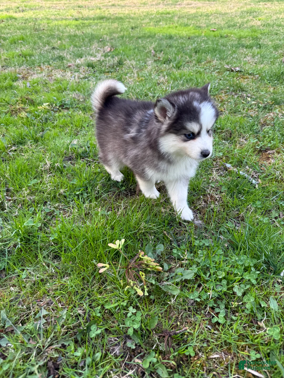 Pomsky dogs for sale: Pomsky Puppy 4 - Ad 1