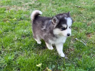 Pomsky dogs Pomsky Puppy 4 - Ad 15