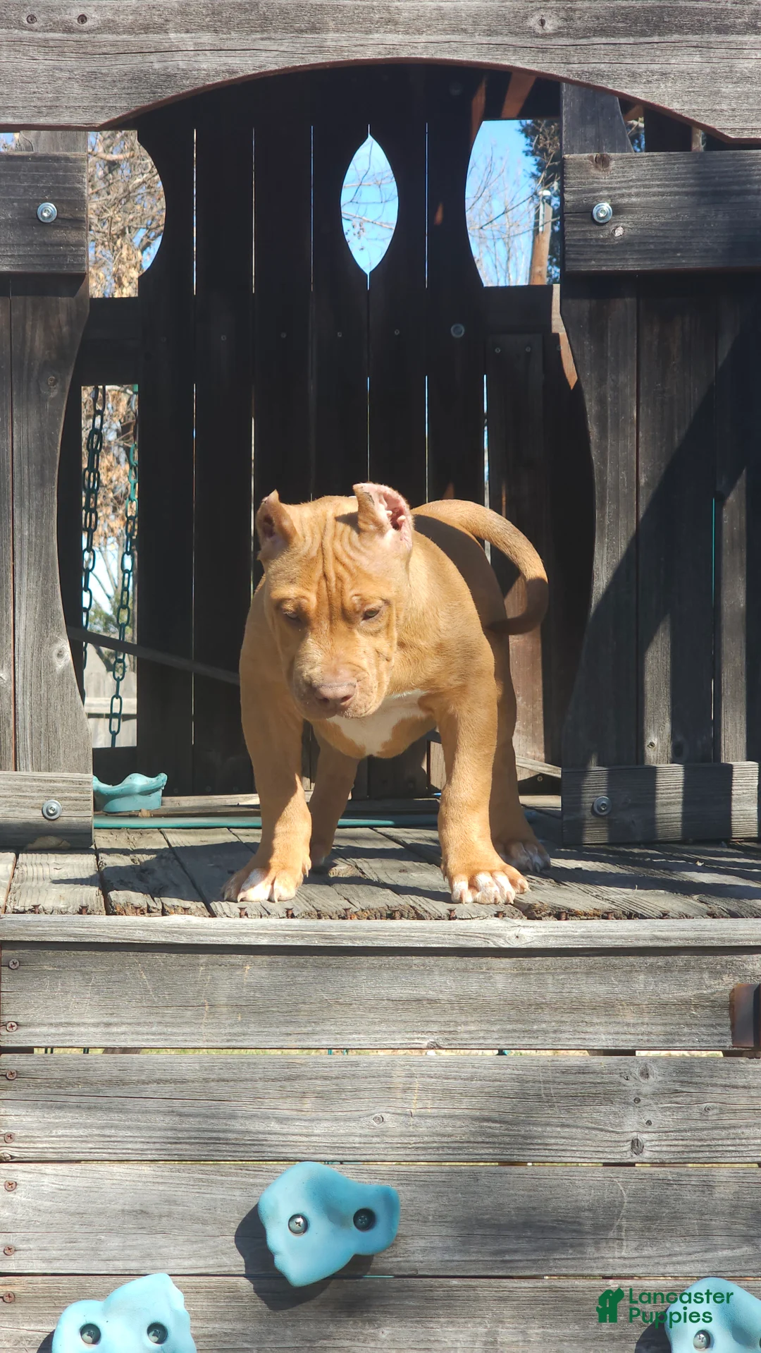 American Bully dogs for sale: American Bully Puppy 1 - Ad 8