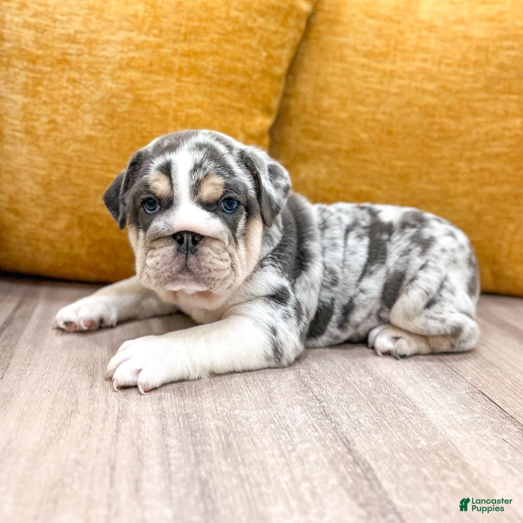 English Bulldog dogs Dorothy - Ad 2
