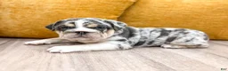 English Bulldog dogs for sale: Dorothy - Ad 2