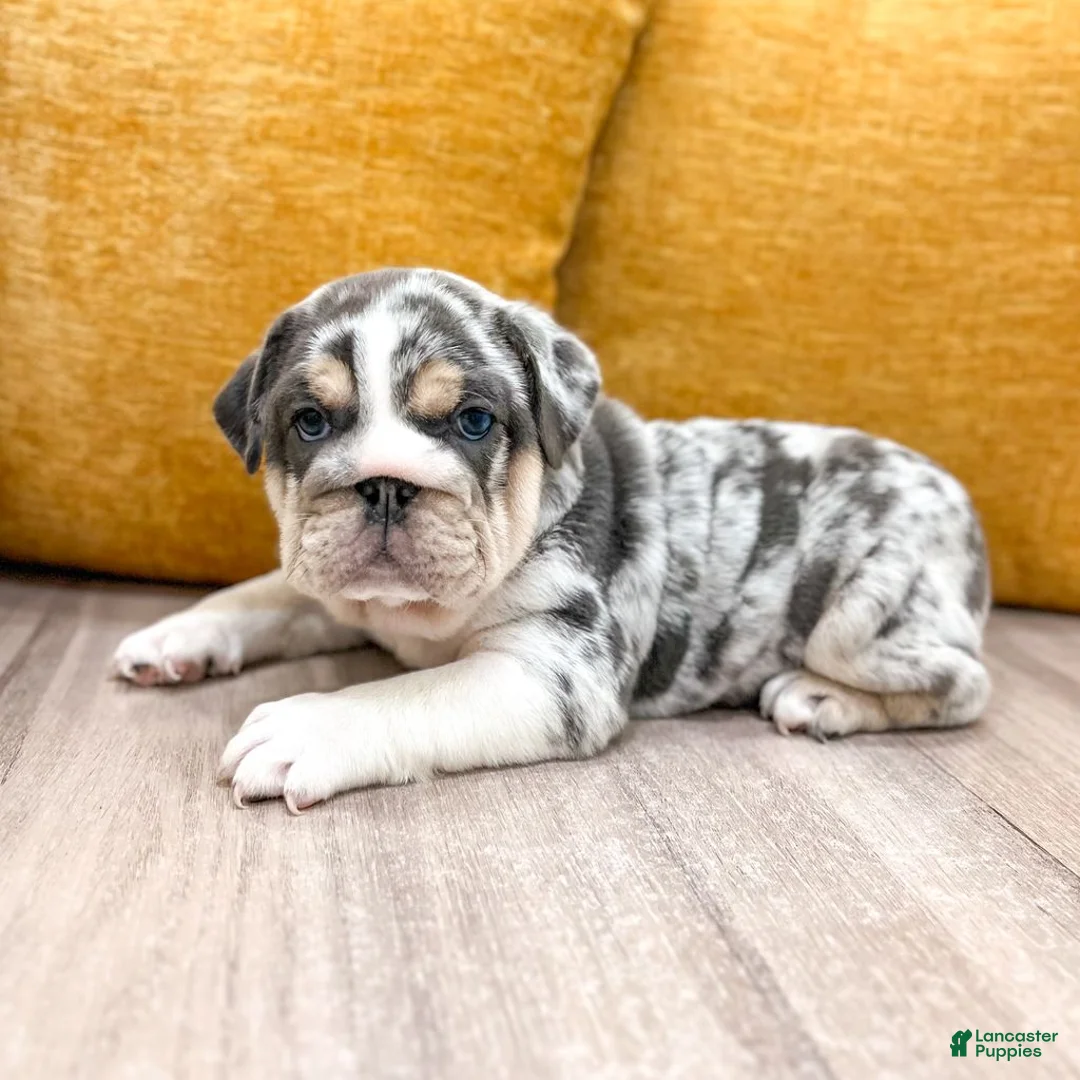 English Bulldog dogs for sale: Dorothy - Ad 2