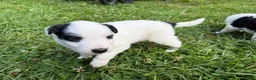 Mixed Breed dogs for sale: Badger - Ad 3