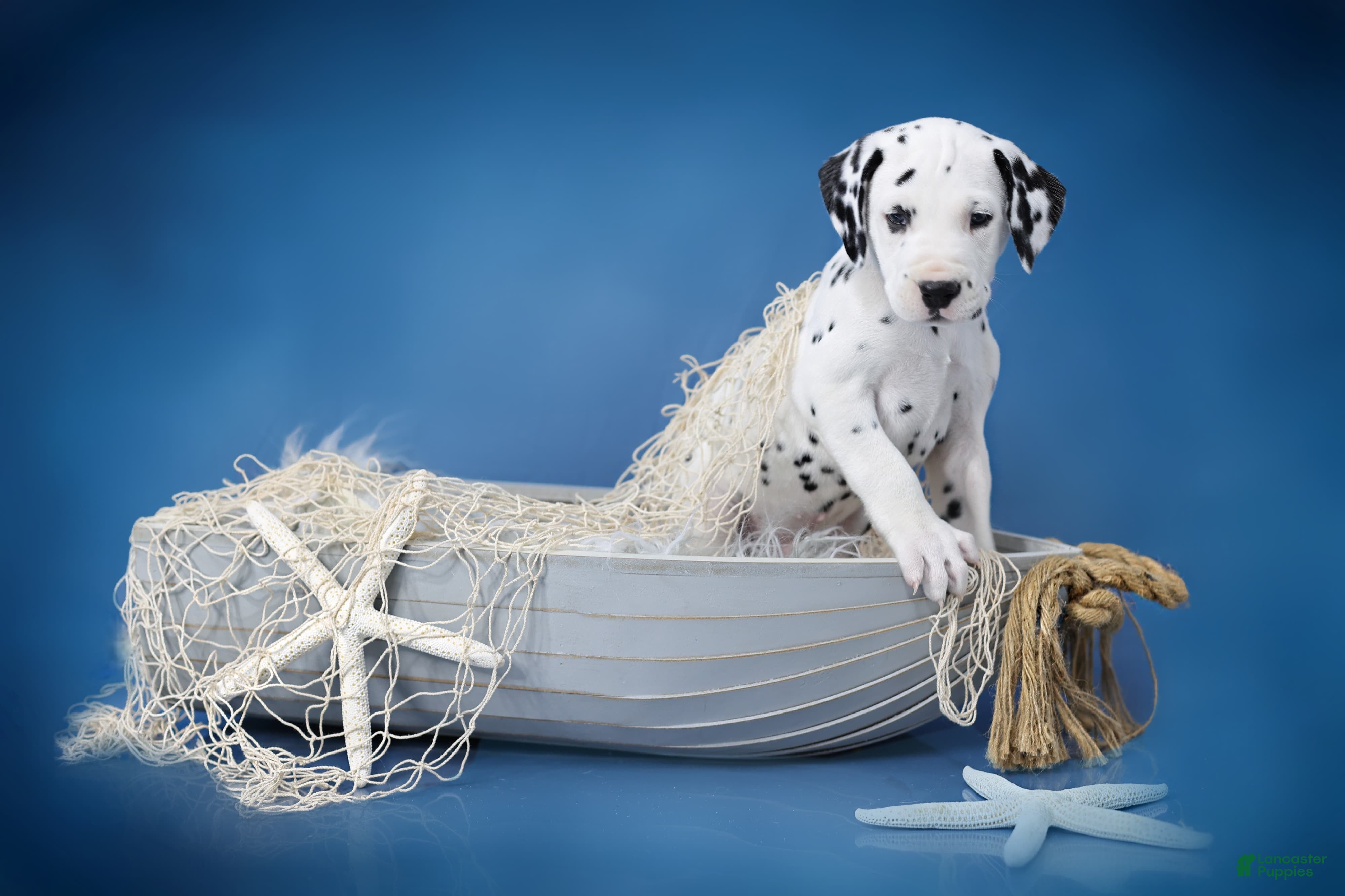 Dalmatian dogs Dalmatian Puppy 2 - Ad 23