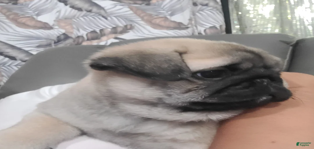 Gallery Image {{count}}