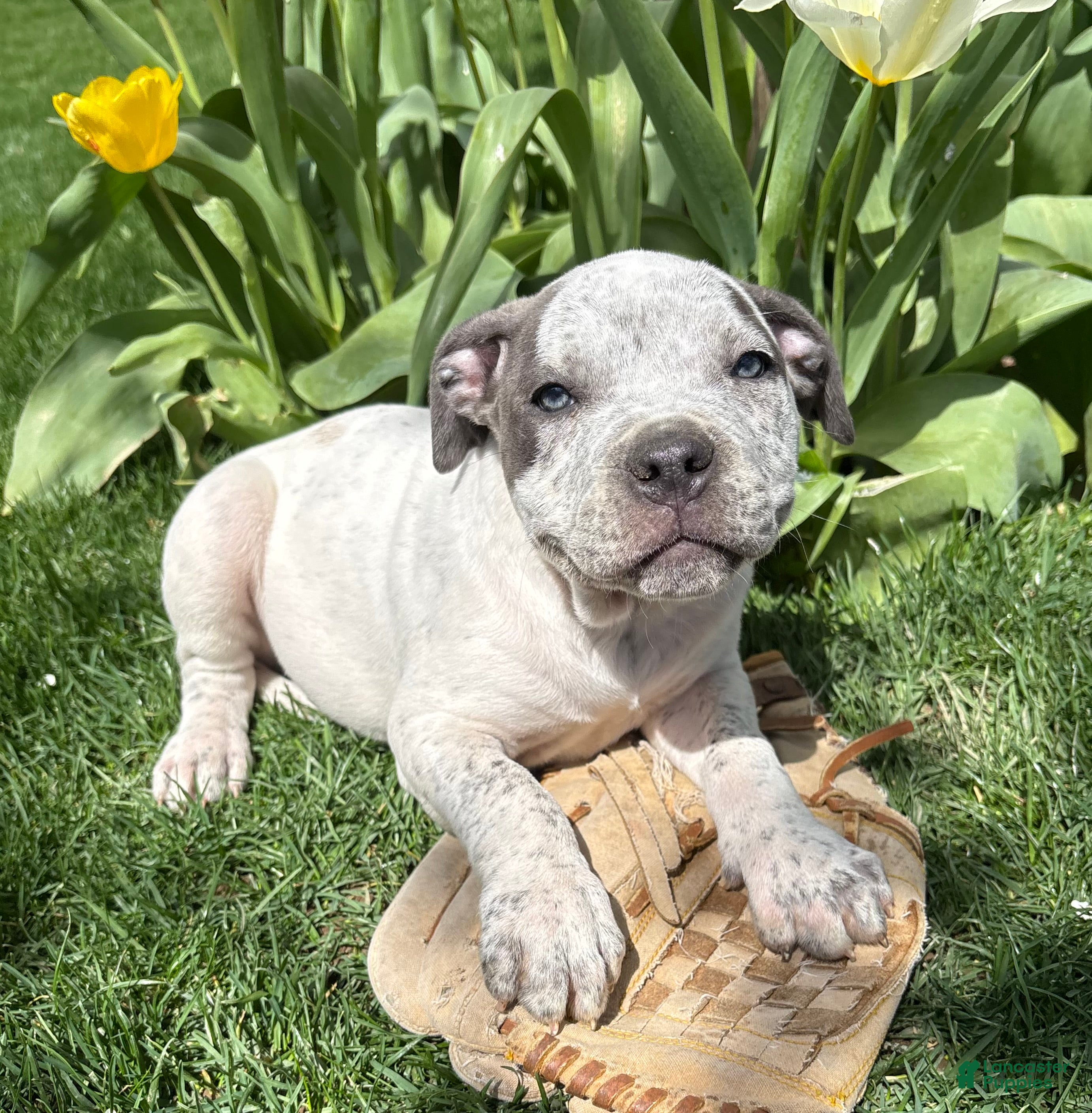 Mixed Breed dogs Stella - Ad 1