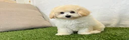 Bichpoo dogs for sale: Kylie  - Ad 12