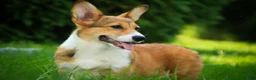 Welsh Corgi Pembroke dogs for sale: Trix Welsh Corgi Pembroke  - Ad 3