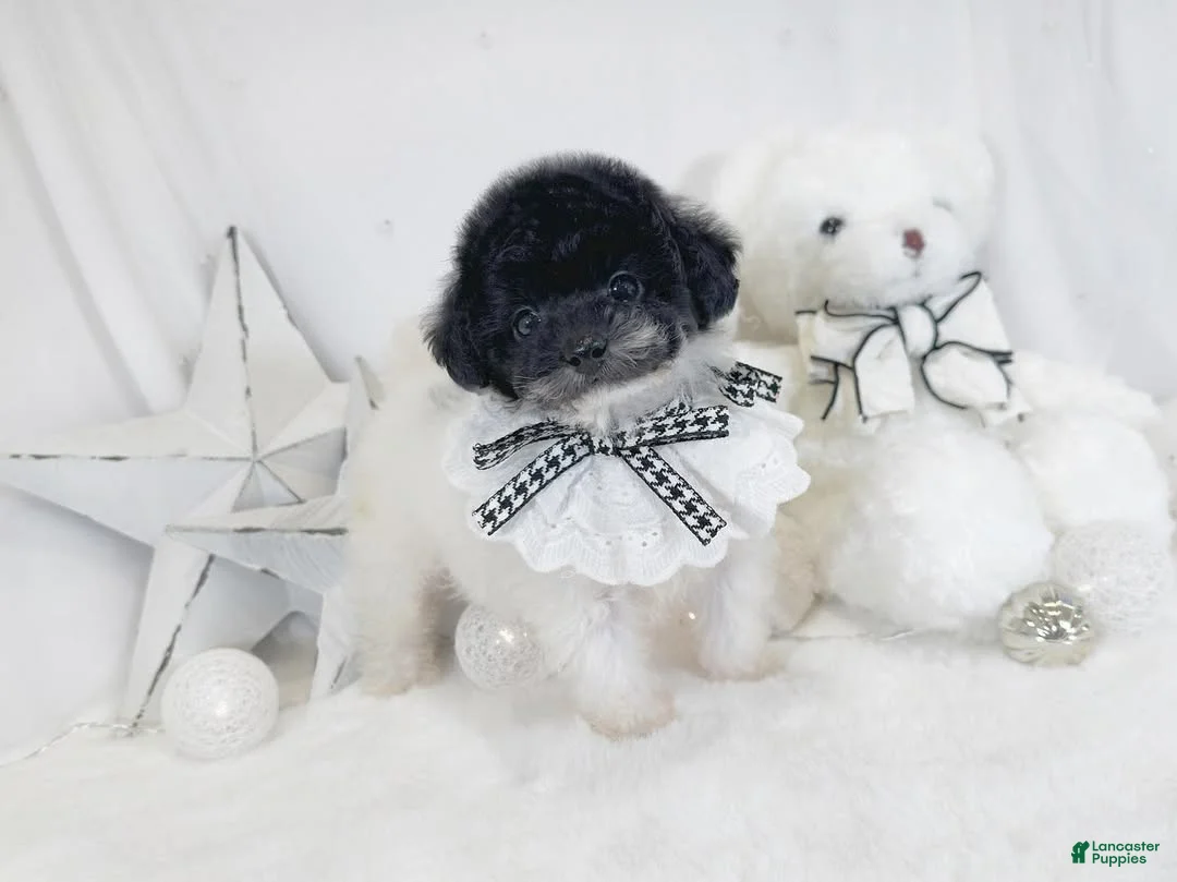 Toy Poodle dogs for sale: Adelaidee - Ad 2